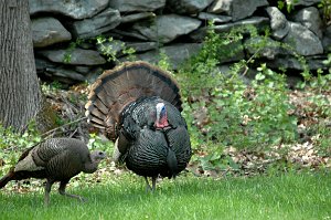 Turkey, Wild, 2012-04204994 Worcester, MA